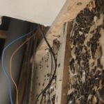 Excréments de rats dans un faux plafond de cuisine à Bruxelles - dératisation bruxelles - Clean vermine