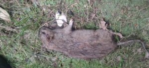 Rat mort dans un jardin à Bruxelles, suite à notre dératisation - dératisation bruxelles - Clean vermine