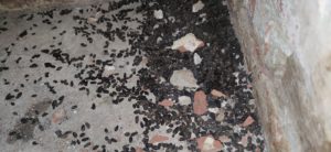 Tapis de crottes de rats dans une cave à Bruxelles - dératisation bruxelles - Clean Vermine